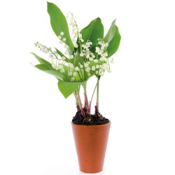 Pot de 5 griffes - Blanc