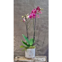 Orchidée - Variée