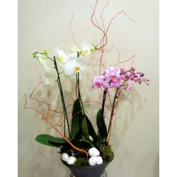Coupe d'orchidées - Pastel