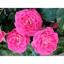 Plante fleurie surprise - Variée