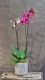 Orchidée - 1