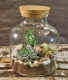 Terrarium - 1