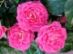 Plante fleurie surprise - 1