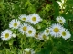 Plante fleurie surprise - 3