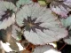Plante verte surprise - 1