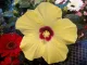 Plante fleurie surprise - 2