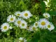 Plante fleurie surprise - 3